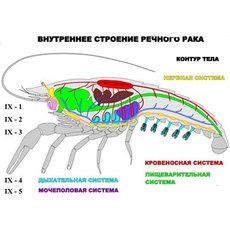 "Внутреннее строение речного рака" (5 листов) серия фолий