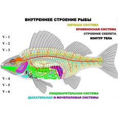 "Внутреннее строение рыбы" (6 листов) серия фолий