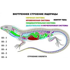 "Внутреннее строение ящерицы" (6 листов) серия фолий