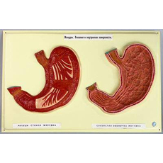 Желудок. Внешняя и внутренняя поверхности