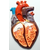 Модель барельефная "Строение сердца человека"