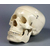 Модель "Череп" (белый)