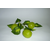 Ветка муляжей "Лайм"