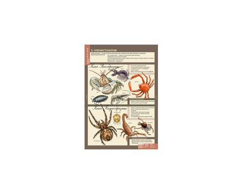 БИОЛОГИЯ 7 кл. Животные.
