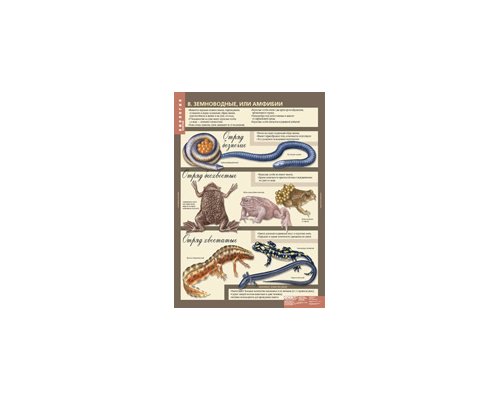 БИОЛОГИЯ 7 кл. Животные.