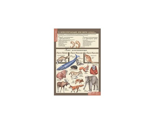 БИОЛОГИЯ 7 кл. Животные.