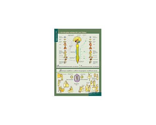 БИОЛОГИЯ 8-9 кл. Человек.