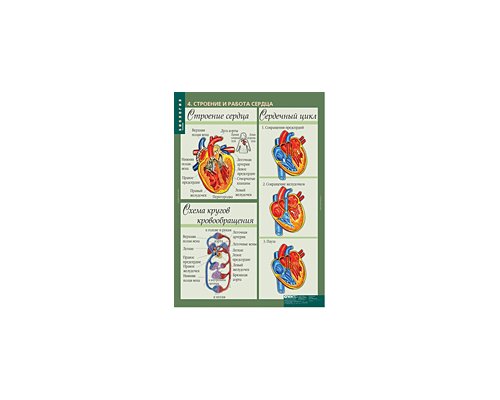 БИОЛОГИЯ 8-9 кл. Человек.