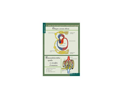 БИОЛОГИЯ 8-9 кл. Человек.