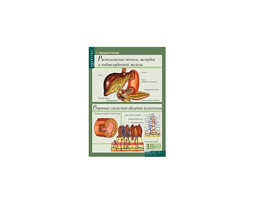 БИОЛОГИЯ 8-9 кл. Человек.
