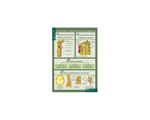 БИОЛОГИЯ 8-9 кл. Человек.