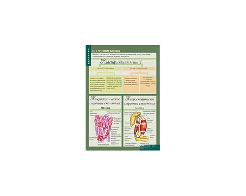 БИОЛОГИЯ 8-9 кл. Человек.