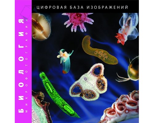 Биология (микрофотографии). Цифровая база изображений Биология (микрофотографии). Цифровая база изображений