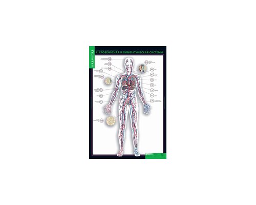 БИОЛОГИЯ Строение тела человека