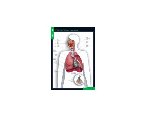 БИОЛОГИЯ Строение тела человека