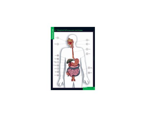 БИОЛОГИЯ Строение тела человека