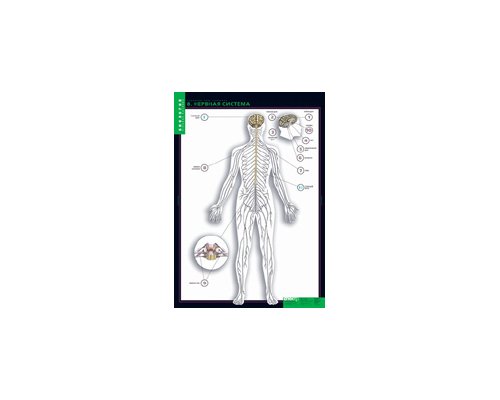 БИОЛОГИЯ Строение тела человека