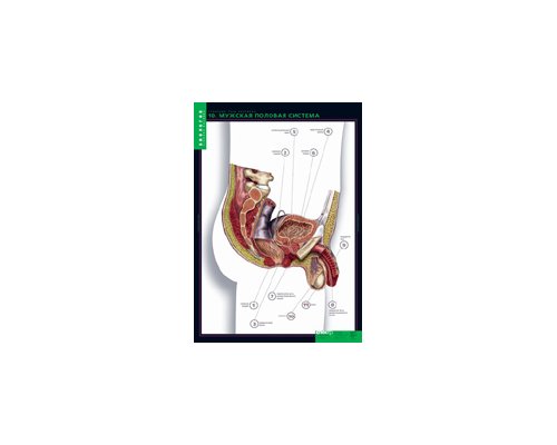 БИОЛОГИЯ Строение тела человека