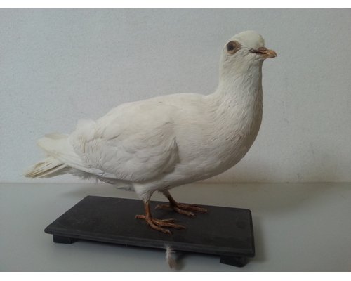 Чучело голубя