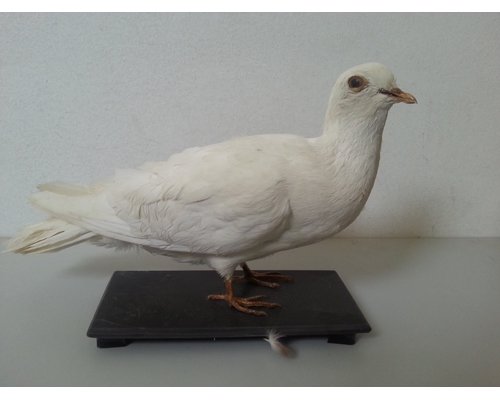 Чучело голубя