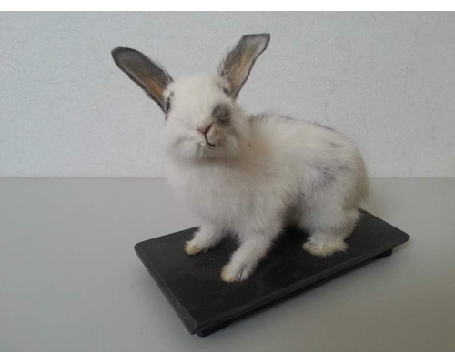 Чучело кролика