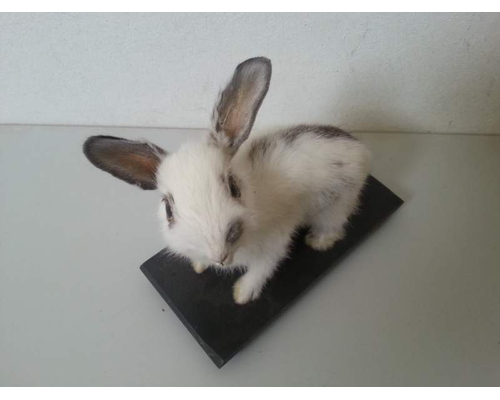 Чучело кролика