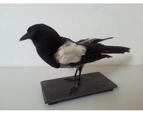 Чучело сороки