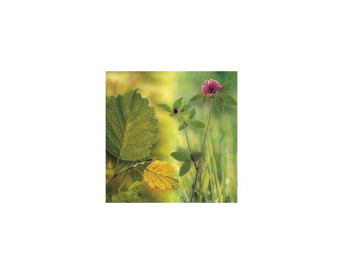 Цифровые атласы-определители растений средней полосы России. Травы. Деревья