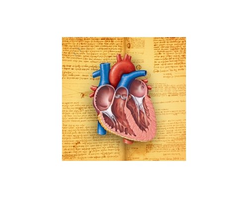 Цифровой атлас школьника. Анатомия