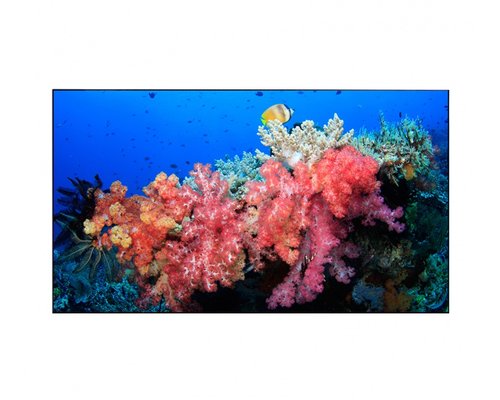 Дисплей для видеостен Eliteboard BB555FCBED