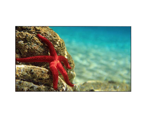 Дисплей для видеостен Eliteboard BK495FCBE