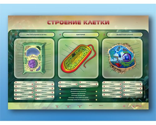 Электрифицированный стенд "Строение клетки" с маркерными полями