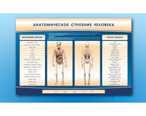 Электрифицированный стенд-тренажер c макетом скелета "Анатомическое строение человека"