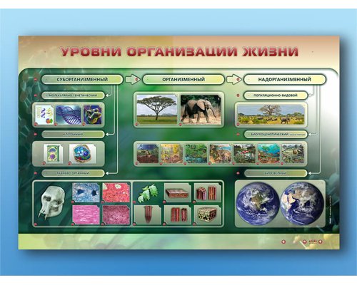 Электрифицированный стенд "Уровни организации жизни"