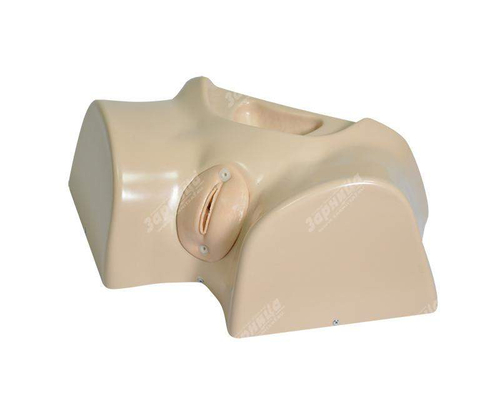 Фантом женской промежности для катетеризации