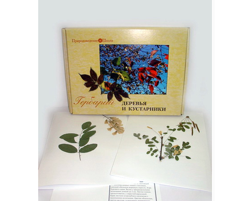 Гербарий "Деревья и кустарники" (20 видов) формат А-3