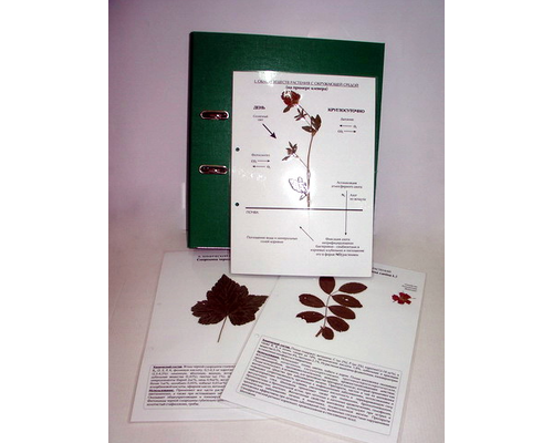 Гербарий к курсу основ общей биологии (20 листов) (лам.) формат А-4