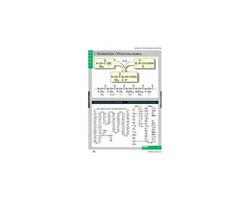 ХИМИЯ Белки и нуклеиновые кислоты