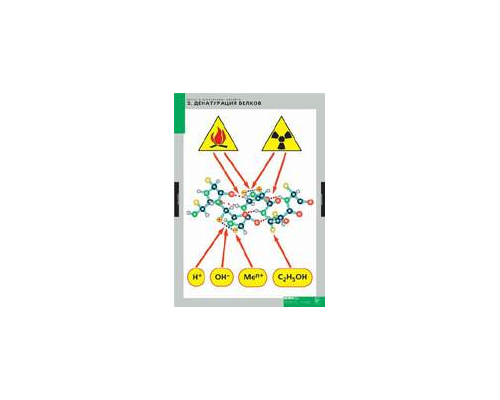 ХИМИЯ Белки и нуклеиновые кислоты