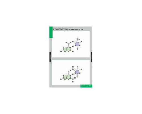 ХИМИЯ Белки и нуклеиновые кислоты