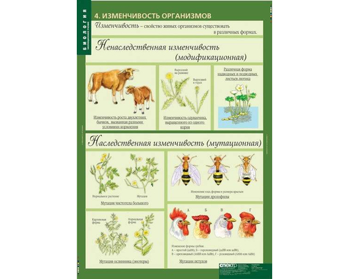 К-т таблиц Биология. 10-11 классы. Эволюционное учение 10 таблиц К-т таблиц Биология. 10-11 классы. Эволюционное учение 10 таблиц