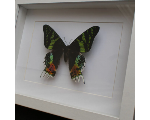 Коллекция энтомологическая "Бабочка тропическая" для рисования