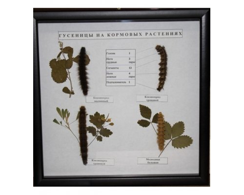 Коллекция энтомологическая "Гусеница"