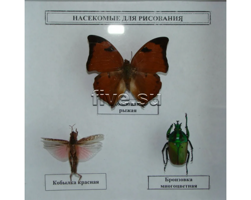 Коллекция энтомологическая "Насекомые для рисования"
