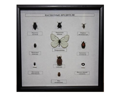 Коллекция энтомологическая "Насекомые вредители"