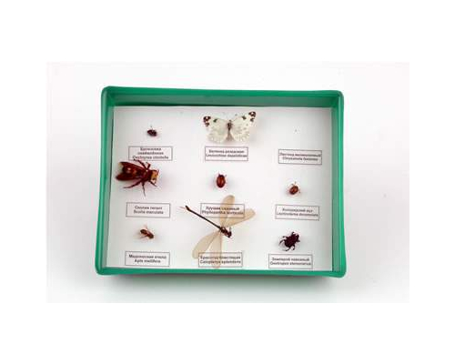 Коллекция энтомологическая "Представители отряда насекомых"