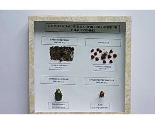 Коллекция энтомологическая "Приспособительные изменения в конечностях насекомых"