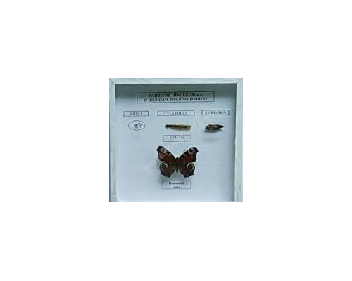 Коллекция энтомологическая "Развитие насекомых с полным превращением"