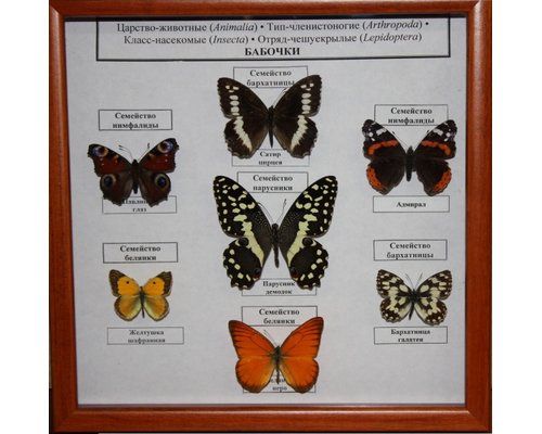 Коллекция энтомологическая "Семейство бабочек"