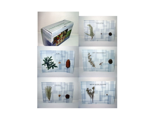 Коллекция "Голосеменные растения"